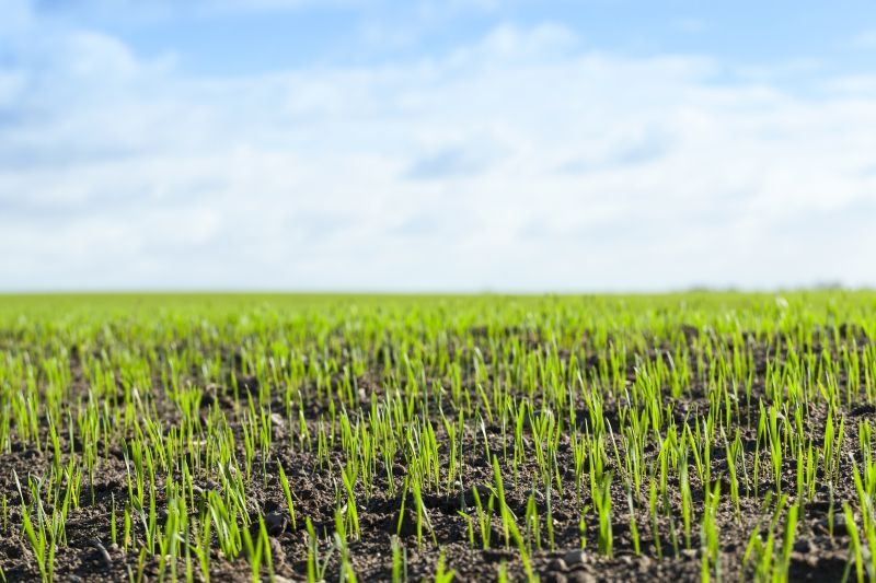 Grass Cutting And Lawn Care